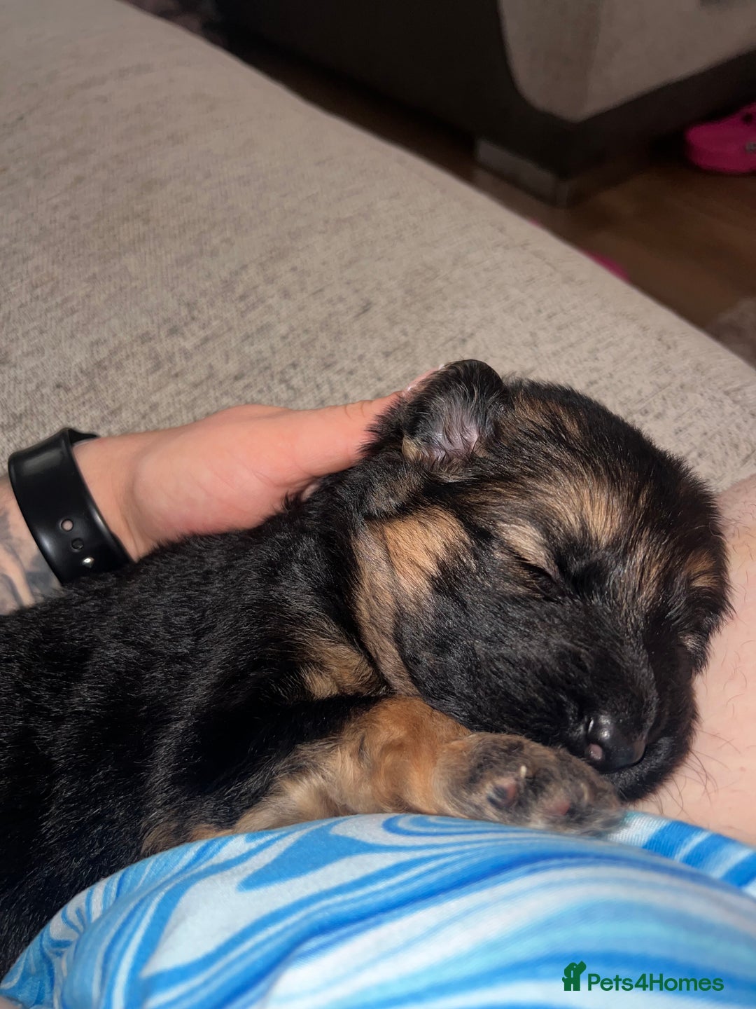 German Shepherd dogs for sale: 🏆quality KC registered long haired GSD pups🏆 - Image 10