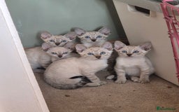 Bengal cats for sale: Bengal x siamese kittens - Image 9