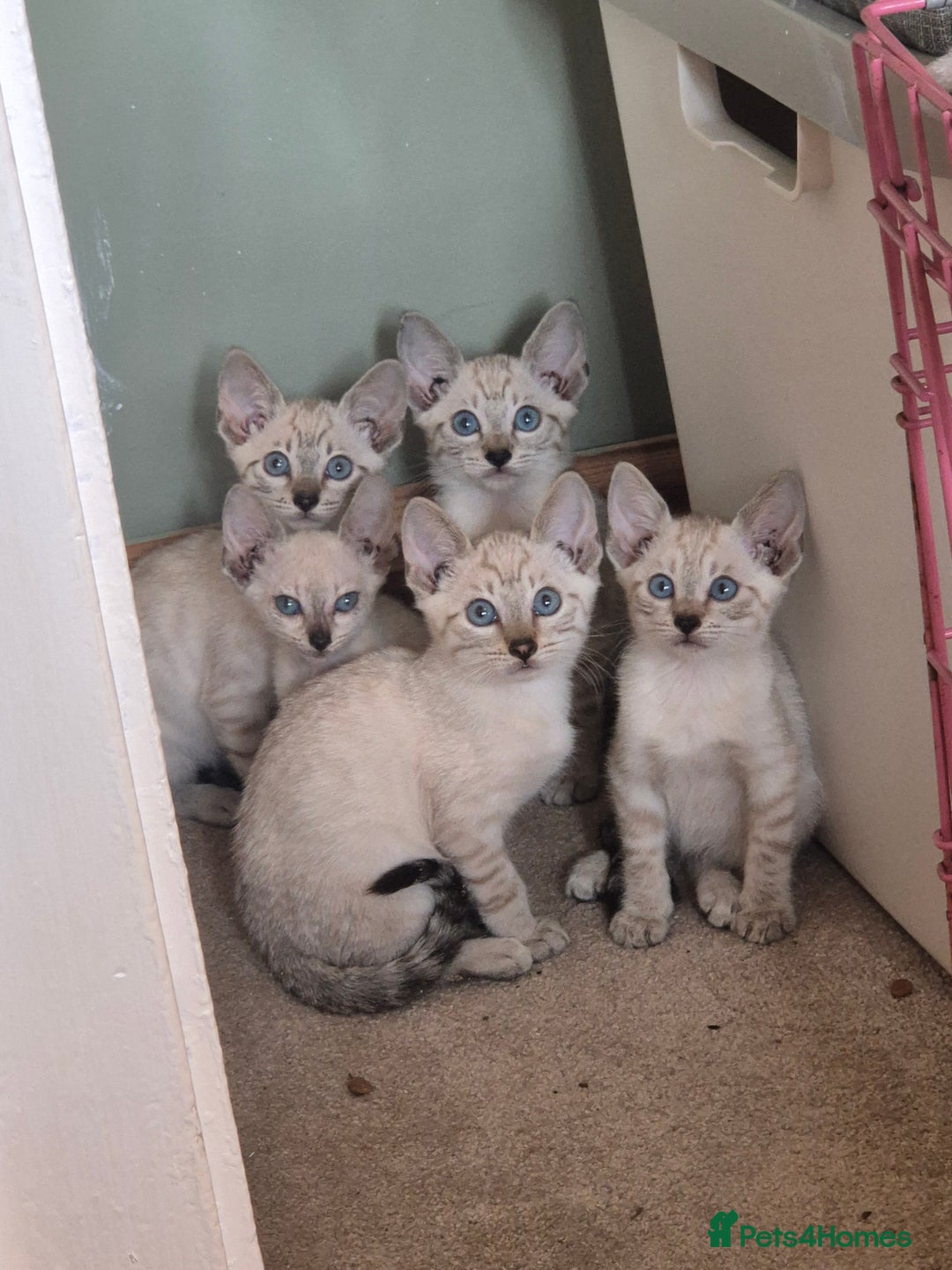 Bengal cats for sale: Bengal x siamese kittens - Image 9