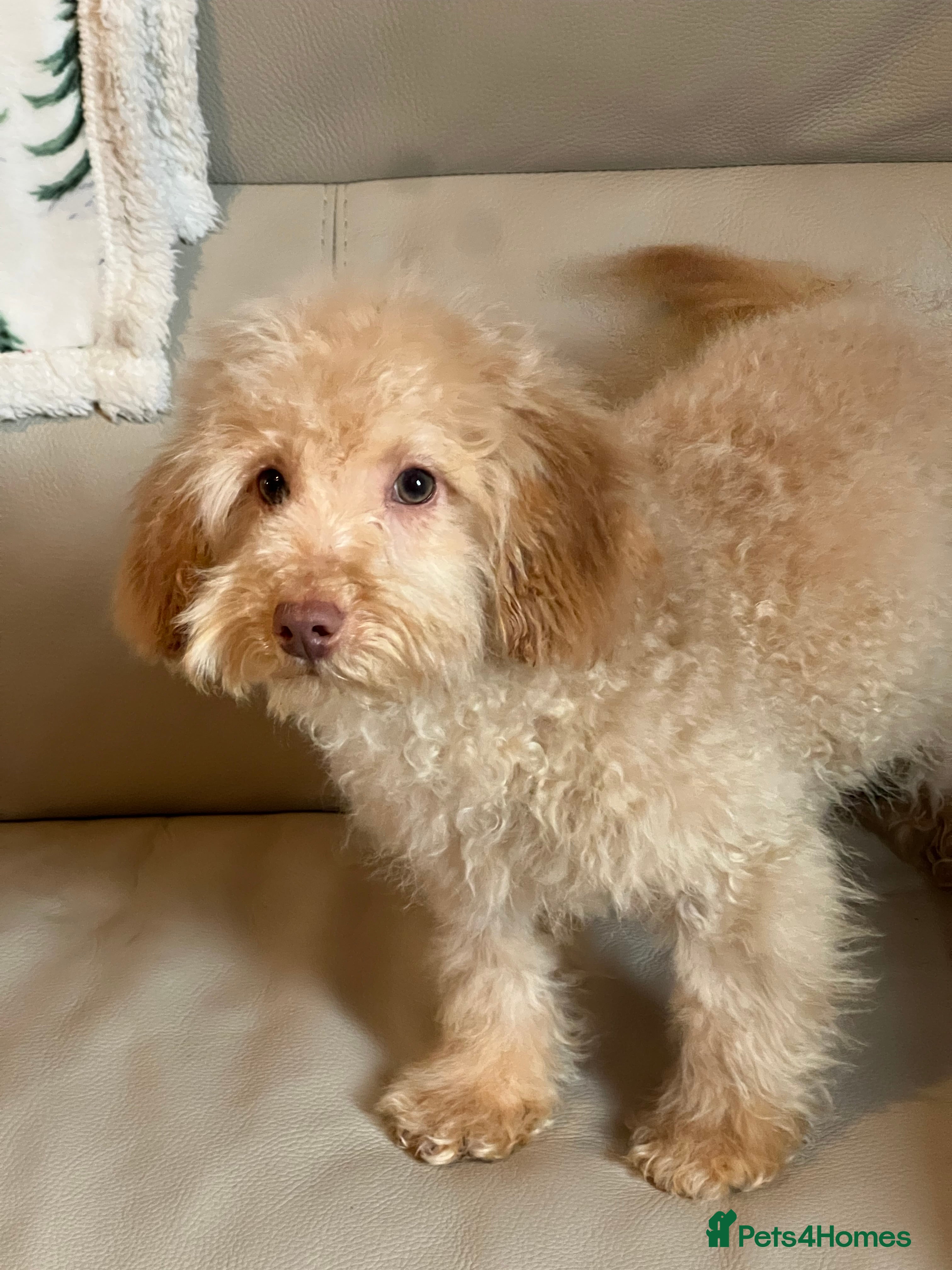 Miniature Poodle dogs Miniature poodle puppy - Advert 7