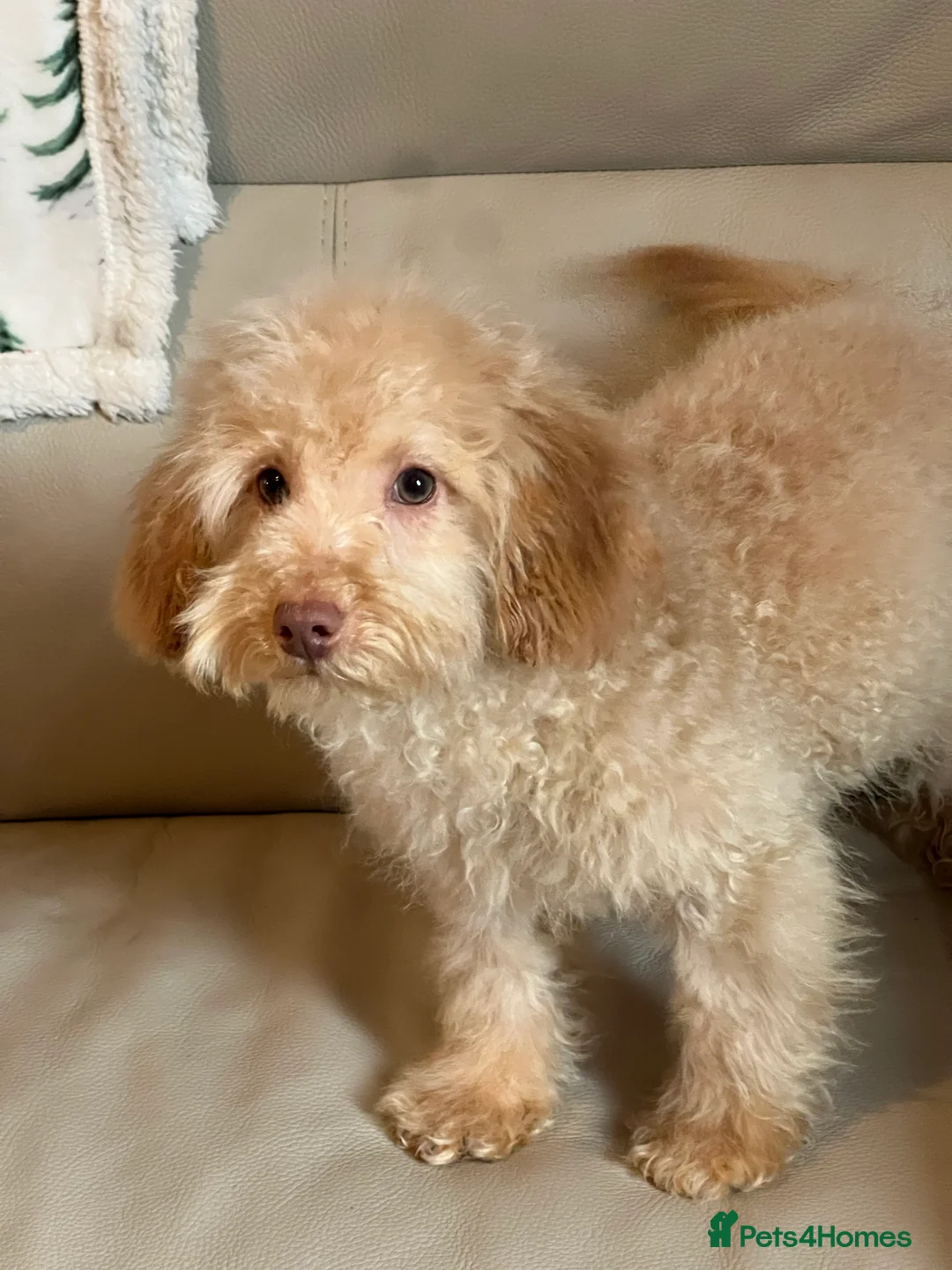 Miniature Poodle dogs for sale: Miniature poodle puppy - Advert 1