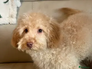 Miniature Poodle dogs Miniature poodle puppy - Advert 7