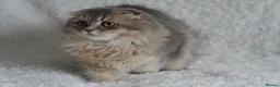 Scottish Fold cats for sale: Beautiful kittens - Advert 12