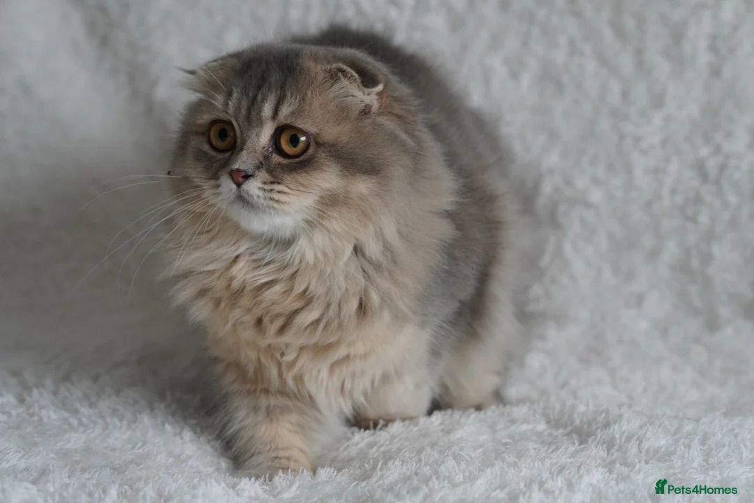 Scottish Fold cats for sale: Beautiful kittens - Advert 12