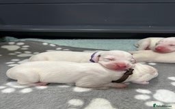 Dalmatian dogs for sale: 8 Gorgeous Dalmatian Puppies - Image 9