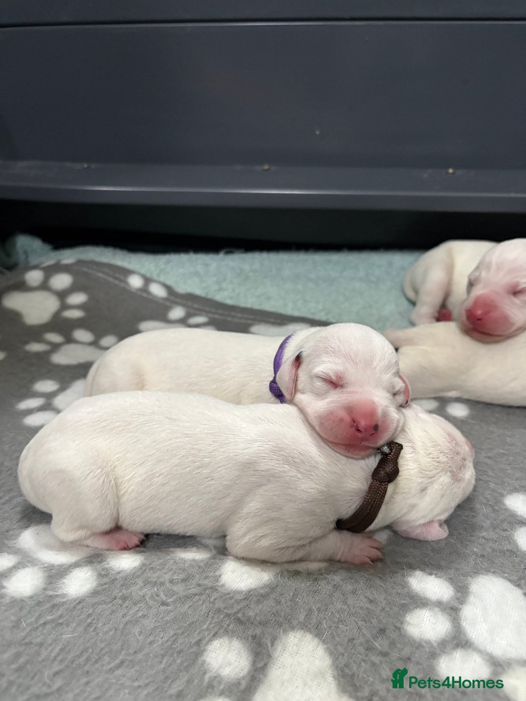 Dalmatian dogs for sale: 8 Gorgeous Dalmatian Puppies - Image 9