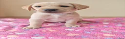 Labrador Retriever dogs for sale: Exceptional Home Raised Labrador Puppies in Nottingham - Advert 3
