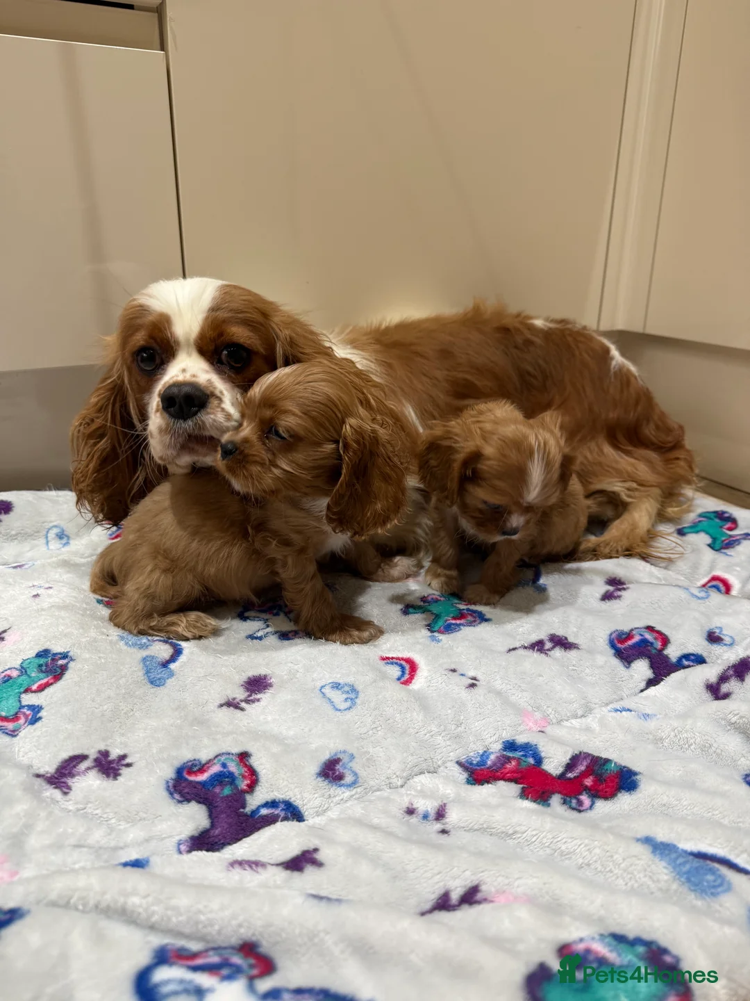 Cavalier King Charles Spaniel dogs for sale: Cavalier X American Cocker Pups 🐶  - Advert 9
