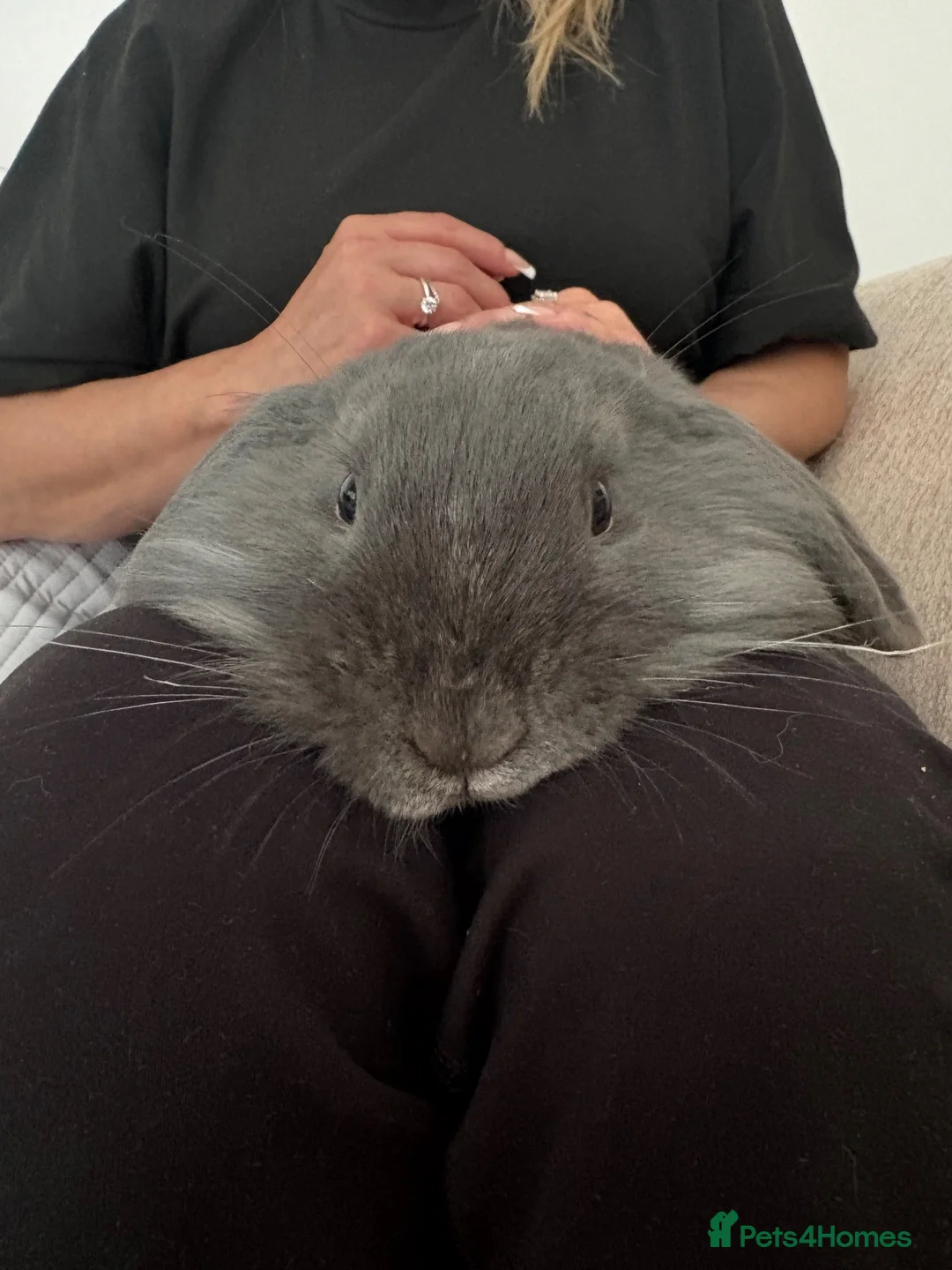 English Lop rabbits for sale: beautiful male bunny  in Attleborough - Advert 3