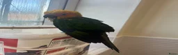 Mixed Breed birds for sale: Beautiful Hand-Reared Sun Conure Babies – Weaned  - Advert 15