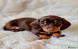 Miniature Dachshund dogs for sale: KC registered miniature dachshunds  - Image 3