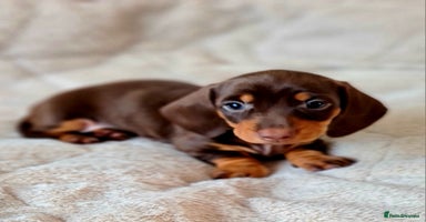 Miniature Dachshund dogs - Advert 16