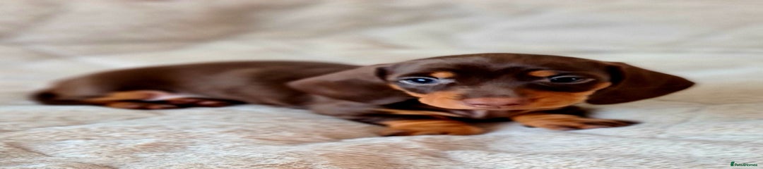 Miniature Dachshund Puppy 2