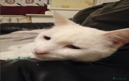 Oriental cats for sale: White cats female and male - Image 2
