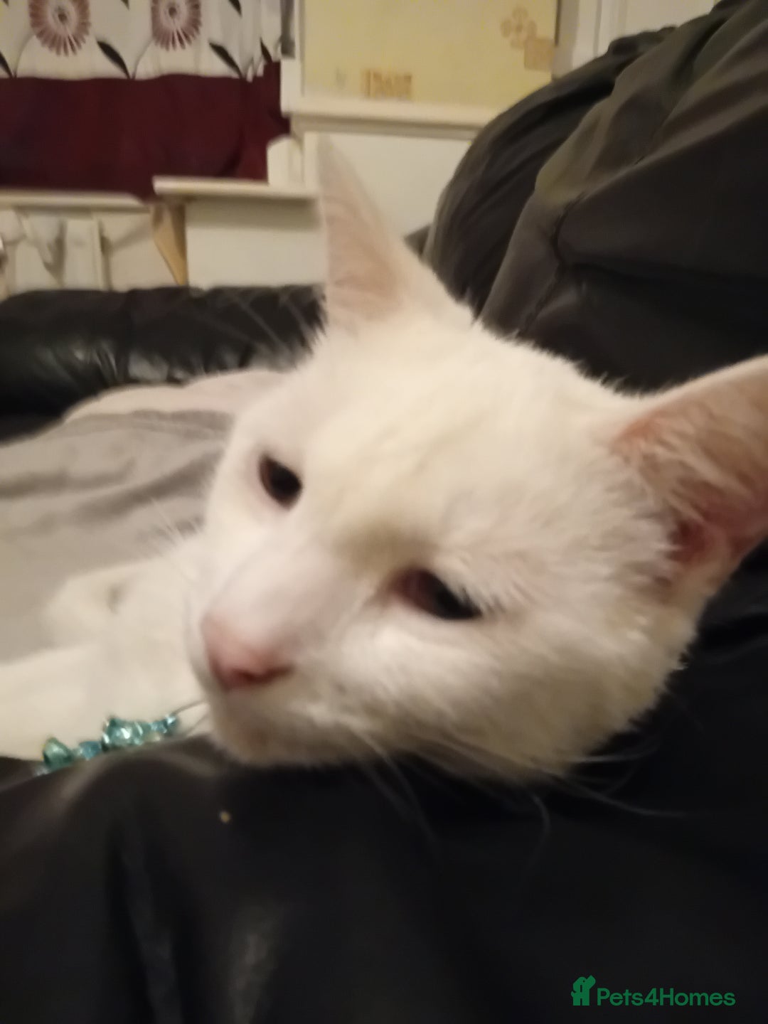 Oriental cats for sale: White cats female and male - Image 2