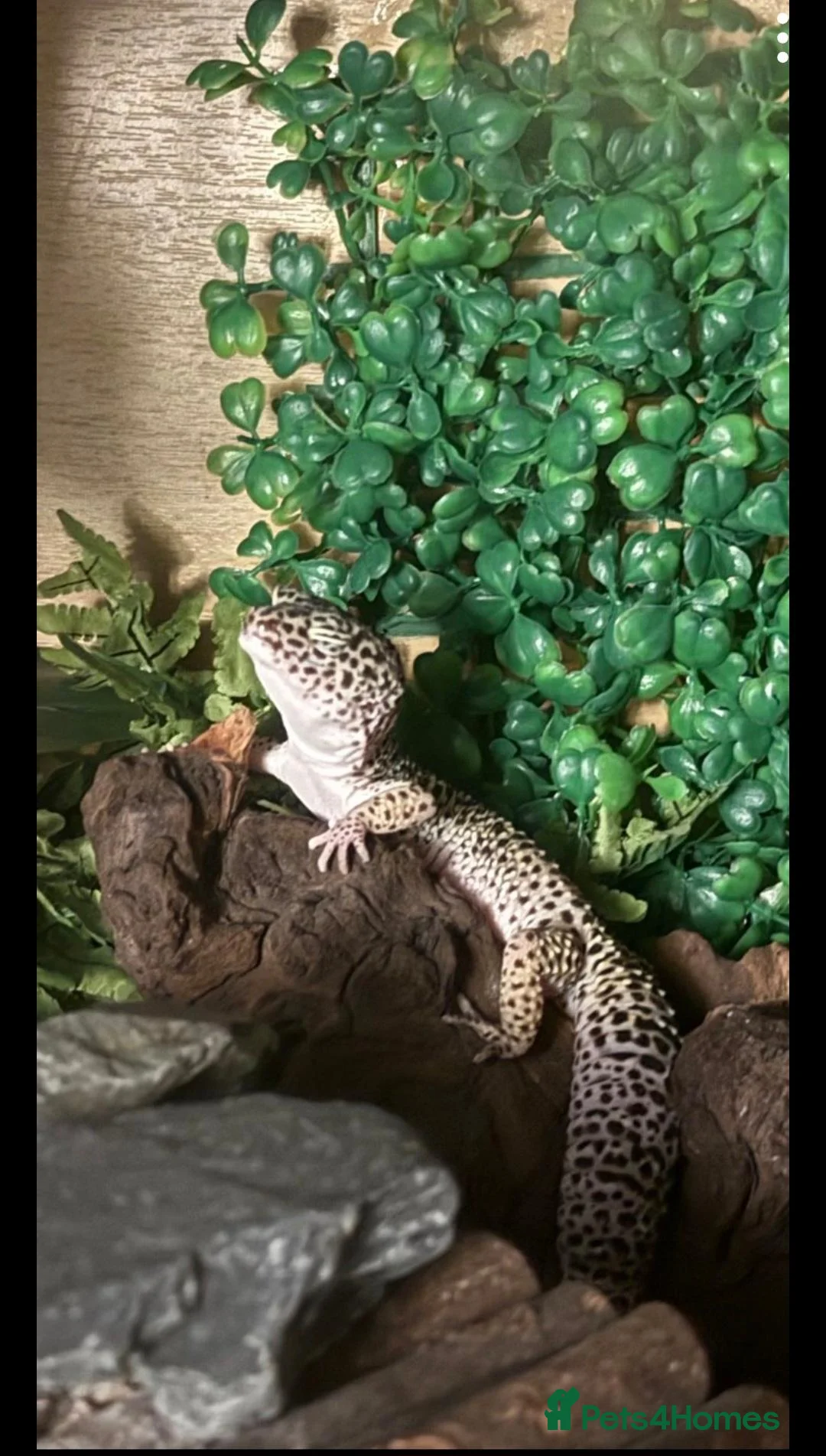 Gecko reptiles for sale: Leopard Gecko in need of a new home  in Banbury - Advert 2
