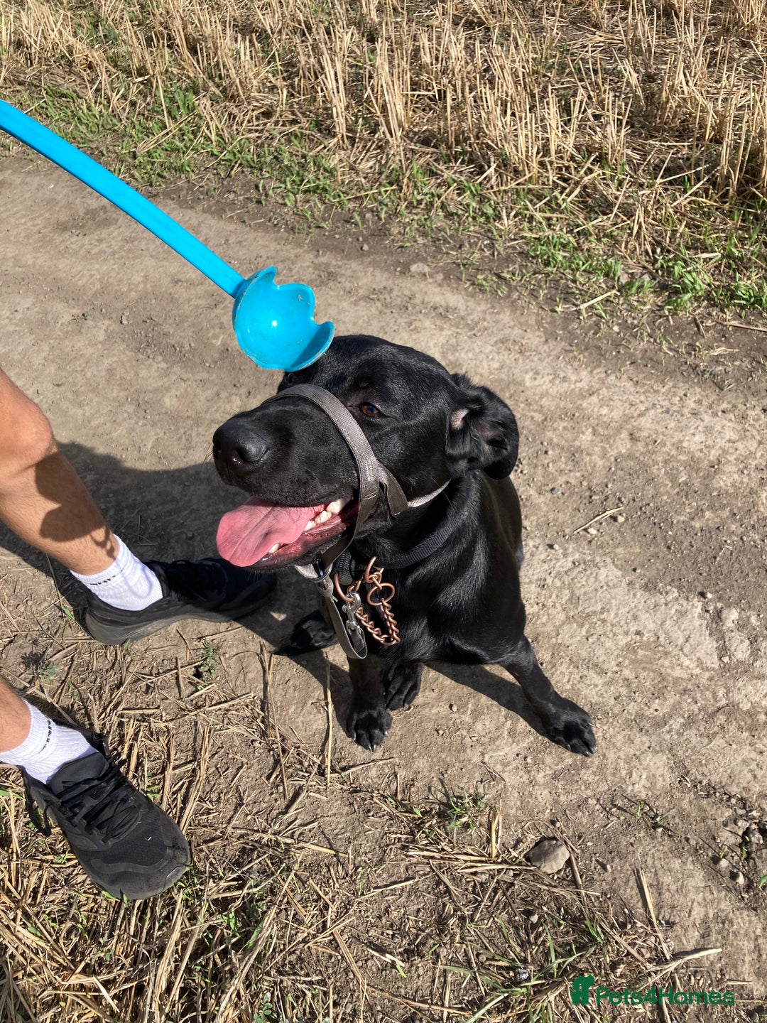 Labrador Retriever dogs for sale: Black labador - Image 1
