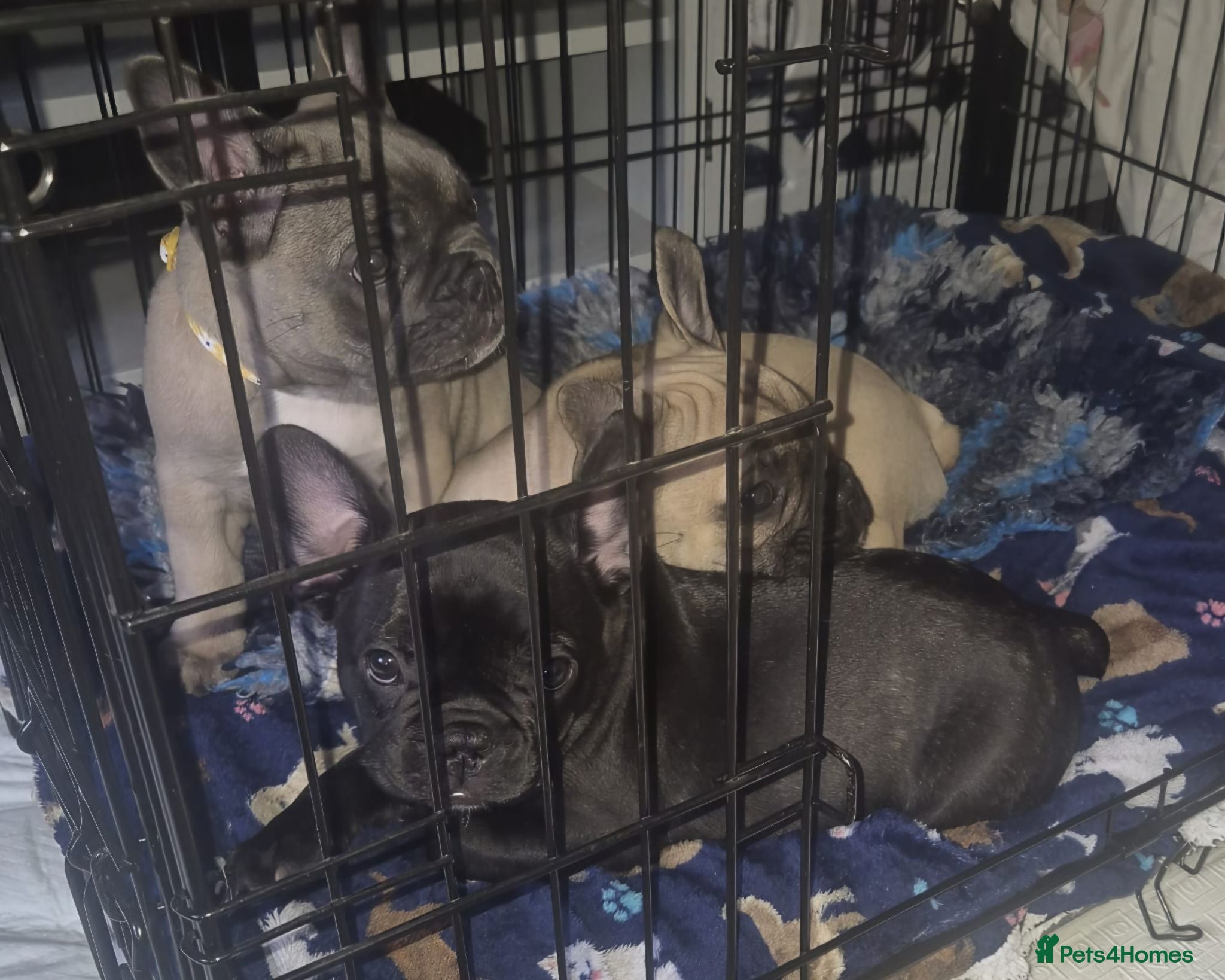 French Bulldog dogs 💛Bright, Affectionate Brindle Girl 💛Ready Now‼️ - Advert 13