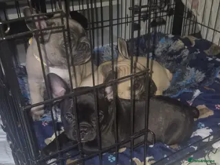 French Bulldog dogs 💛Bright, Affectionate Brindle Girl 💛Ready Now‼️ - Advert 13