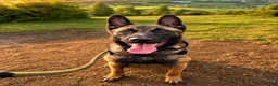 Belgian Shepherd Dog dogs for sale: Belgium Malinois - Advert 24