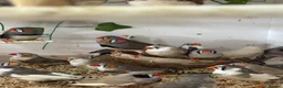 Finches birds for sale: Stunning finches - Zebras, javas, manakins  - Advert 1