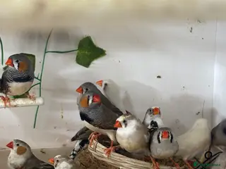 Finches birds Stunning finches - Zebras, javas, manakins - Advert 1