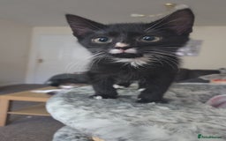 Mixed Breed cats for sale: Last 12 week kitten for sale £40 - Advert 2