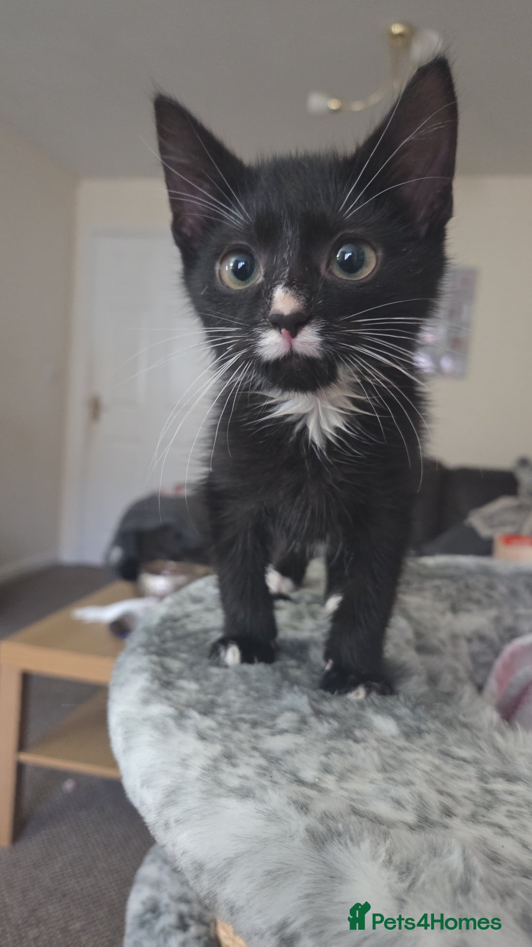 Mixed Breed cats for sale: Last 12 week kitten for sale £40 - Advert 2