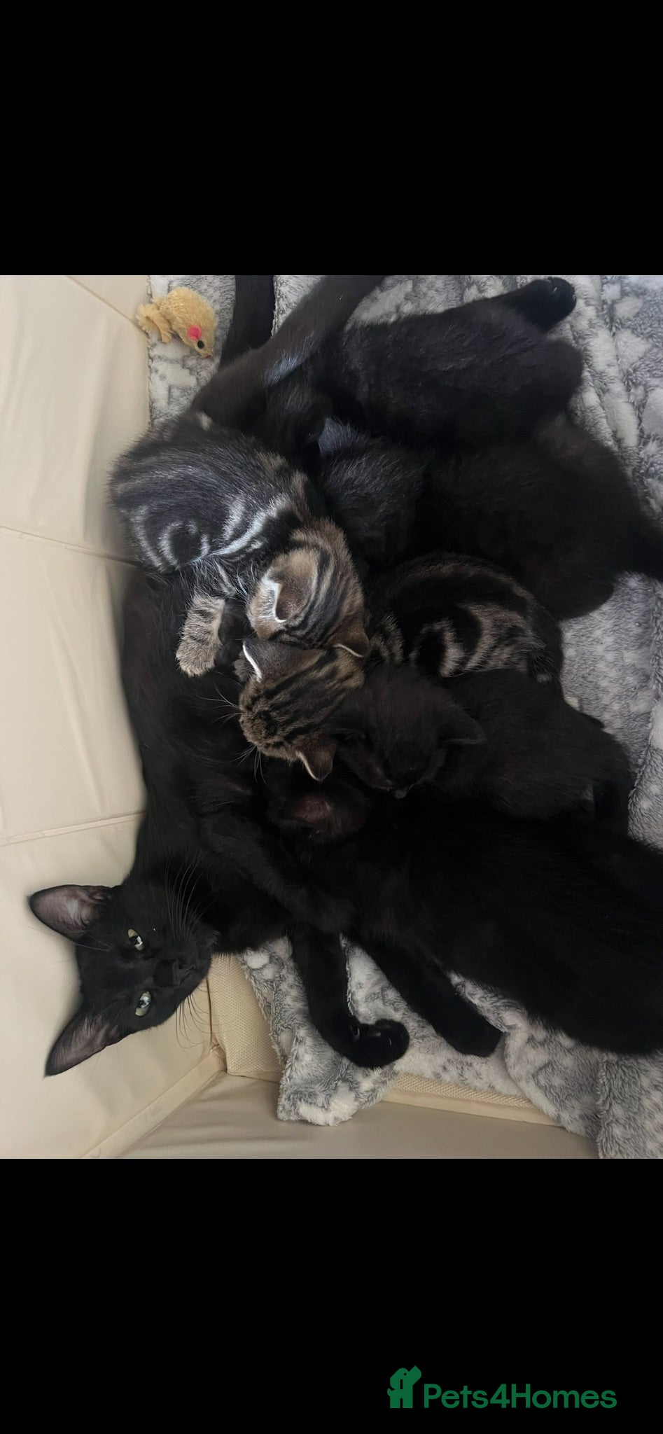 Mixed Breed cats 🐾 GORGEOUS KITTENS READY FOR THEIR NEW HOMES! 🐾 - Advert 6