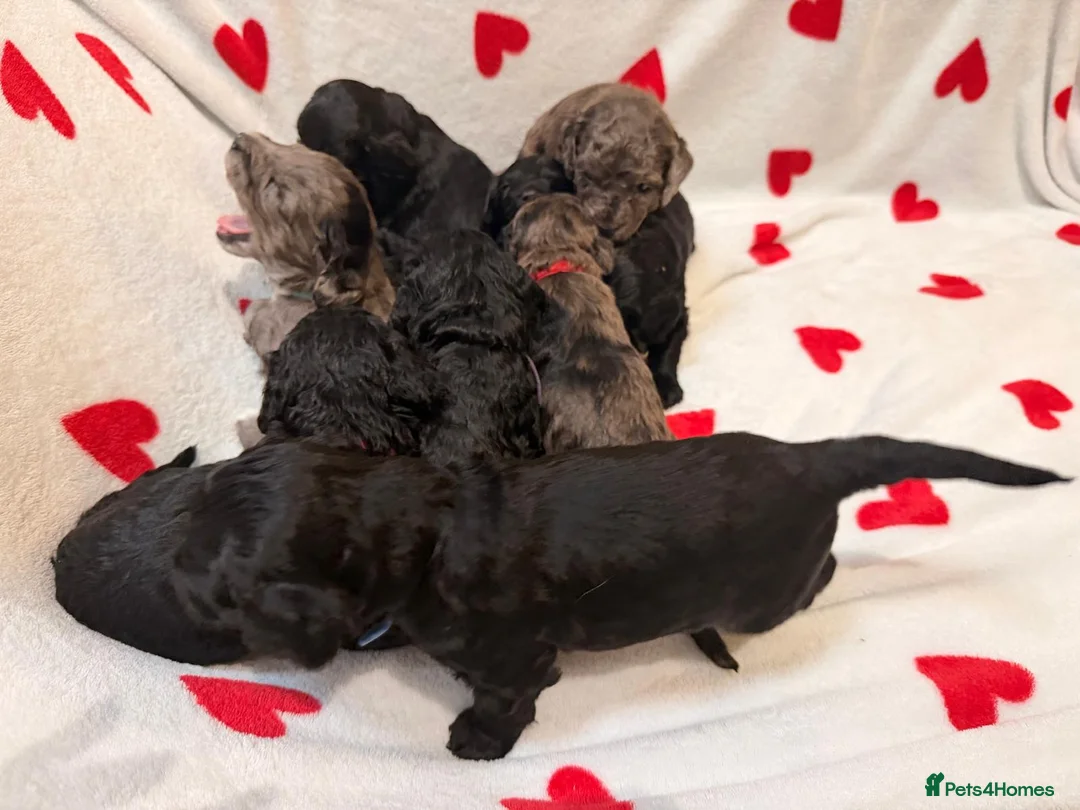 Cockapoo dogs for sale: 2 Beautiful female cockapoo left - Advert 9