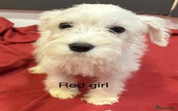 Schnoodle dogs for sale: Schnoodles  - Image 13