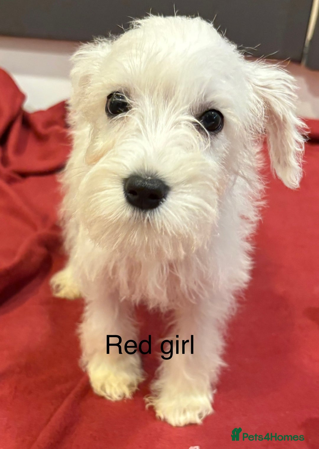 Schnoodle dogs for sale: Schnoodles  - Image 13