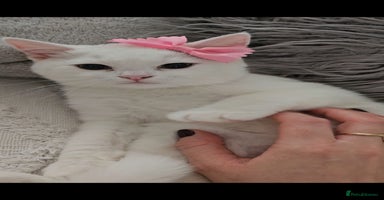 British Shorthair cats - Advert 9
