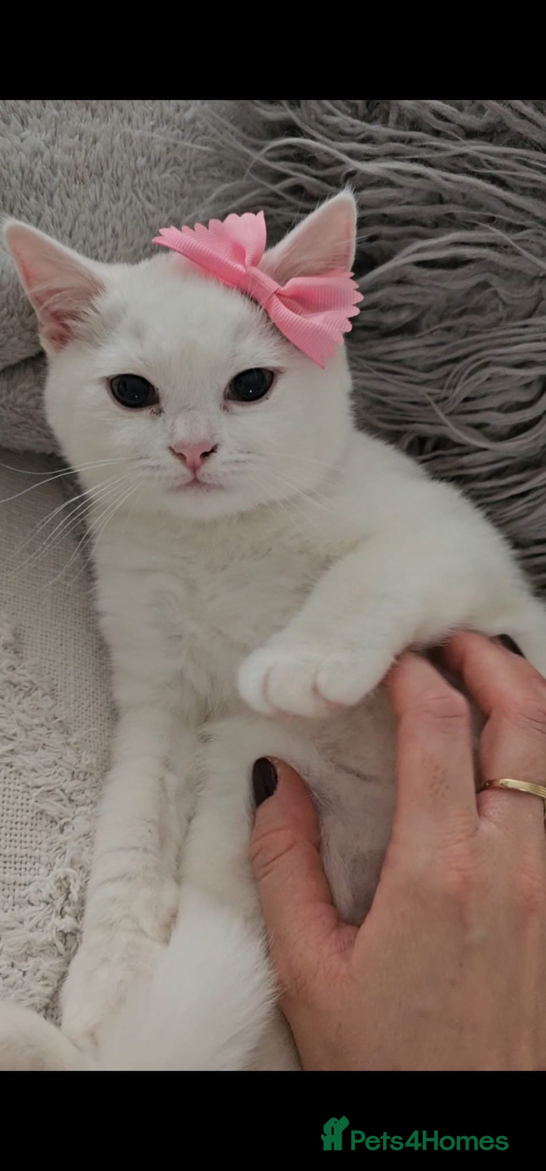 British Shorthair cats for sale: ♥️ GCCF British Shorthair Kittens ♥️ - Image 3