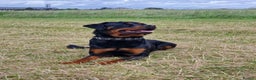 Rottweiler dogs for stud: Rottweiler Rodtang  in Epsom - Advert 1