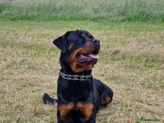 Rottweiler dogs Rottweiler Rodtang in Epsom - Advert 3