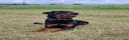 Rottweiler dogs for stud: Rottweiler Rodtang  - Advert 5