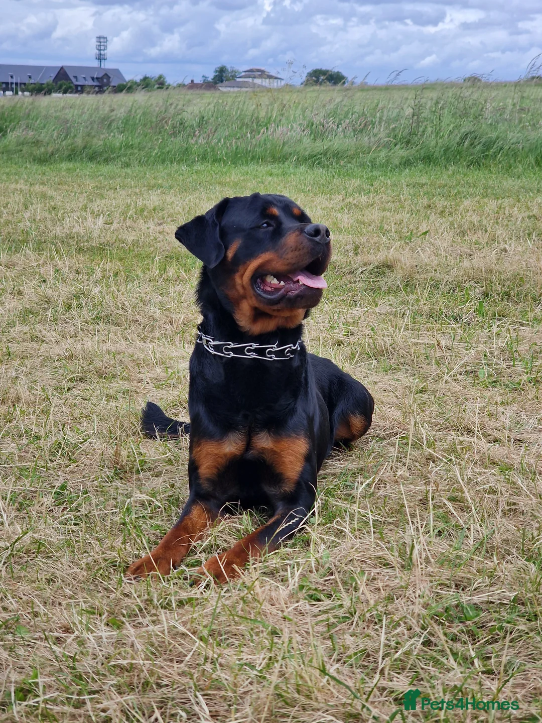 Rottweiler dogs for stud: Rottweiler Rodtang  - Advert 5