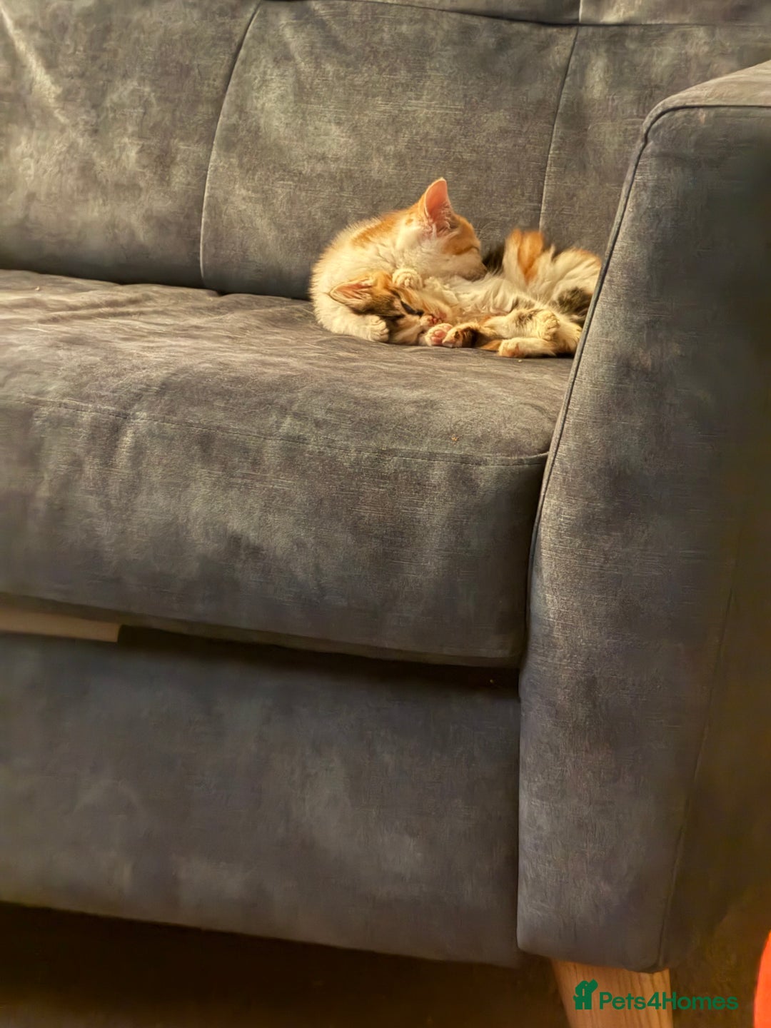 Mixed Breed cats for sale: 🐾 6 Kittens Looking for Forever Homes! 🐾 - Image 9