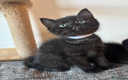 Ragdoll cats for sale: 5 Beautiful Ragdoll/ British Shorthairs - Advert 4