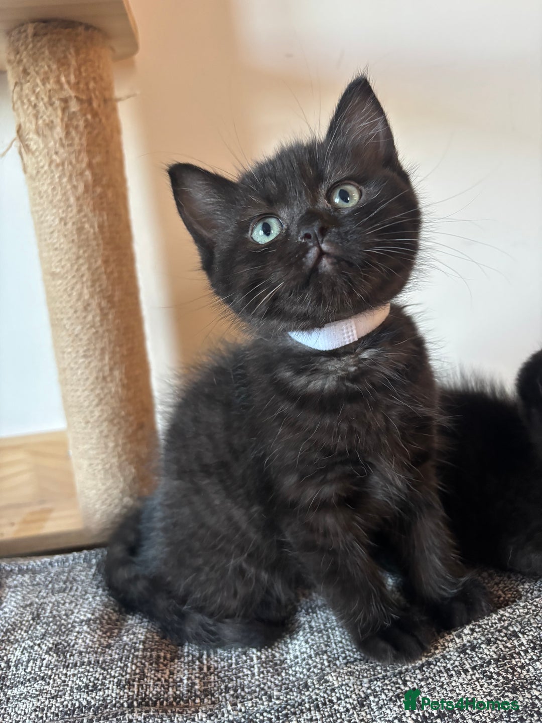 Ragdoll cats for sale: 5 Beautiful Ragdoll/ British Shorthairs - Advert 4