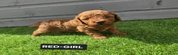 Toy Poodle dogs for sale: STUNNING RED KC TOY POODLE 🤩🐶 - Advert 22