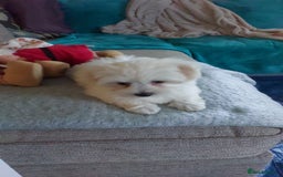 Maltese dogs for sale: 💝Adorable Puppy Looking for a Loving Forever Home - Image 3