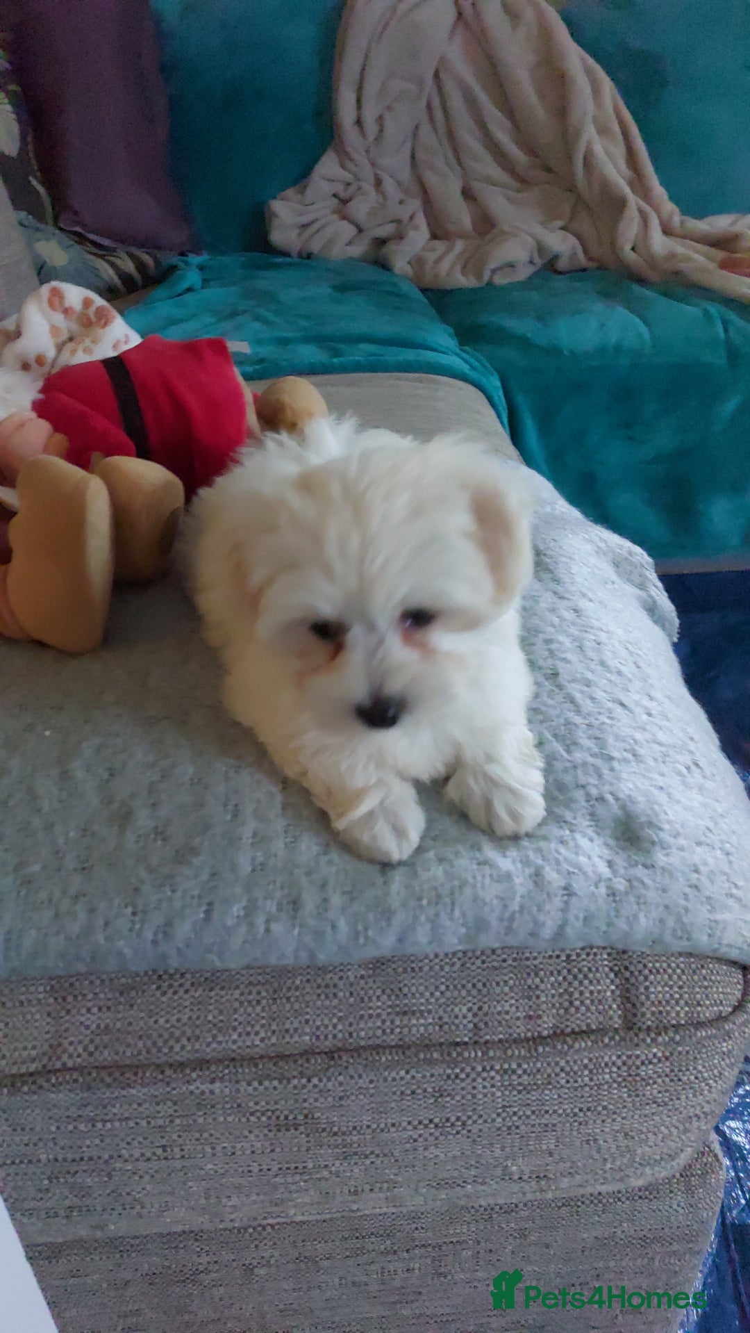 Maltese dogs for sale: 💝Adorable Puppy Looking for a Loving Forever Home - Image 3