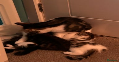 Domestic Shorthair cats Lovely kittens flea-treated;litter trained;wormed. - Advert 2