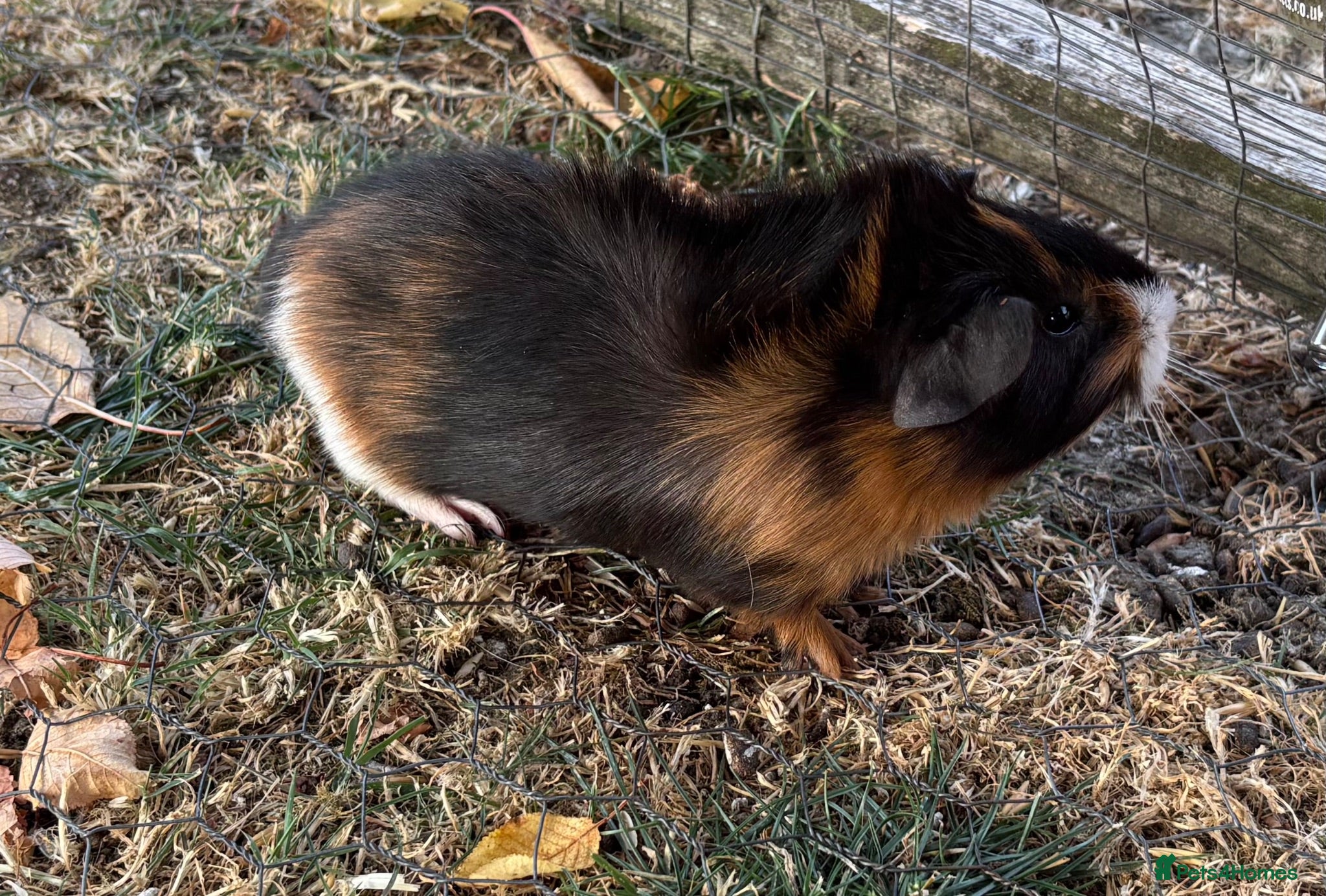 Guinea Pig rodents 3 Baby Guinea pigs for sale - Advert 1