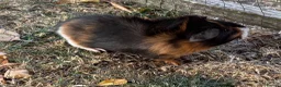 Guinea Pig rodents for sale: 3 Baby Guinea pigs for sale - Advert 1