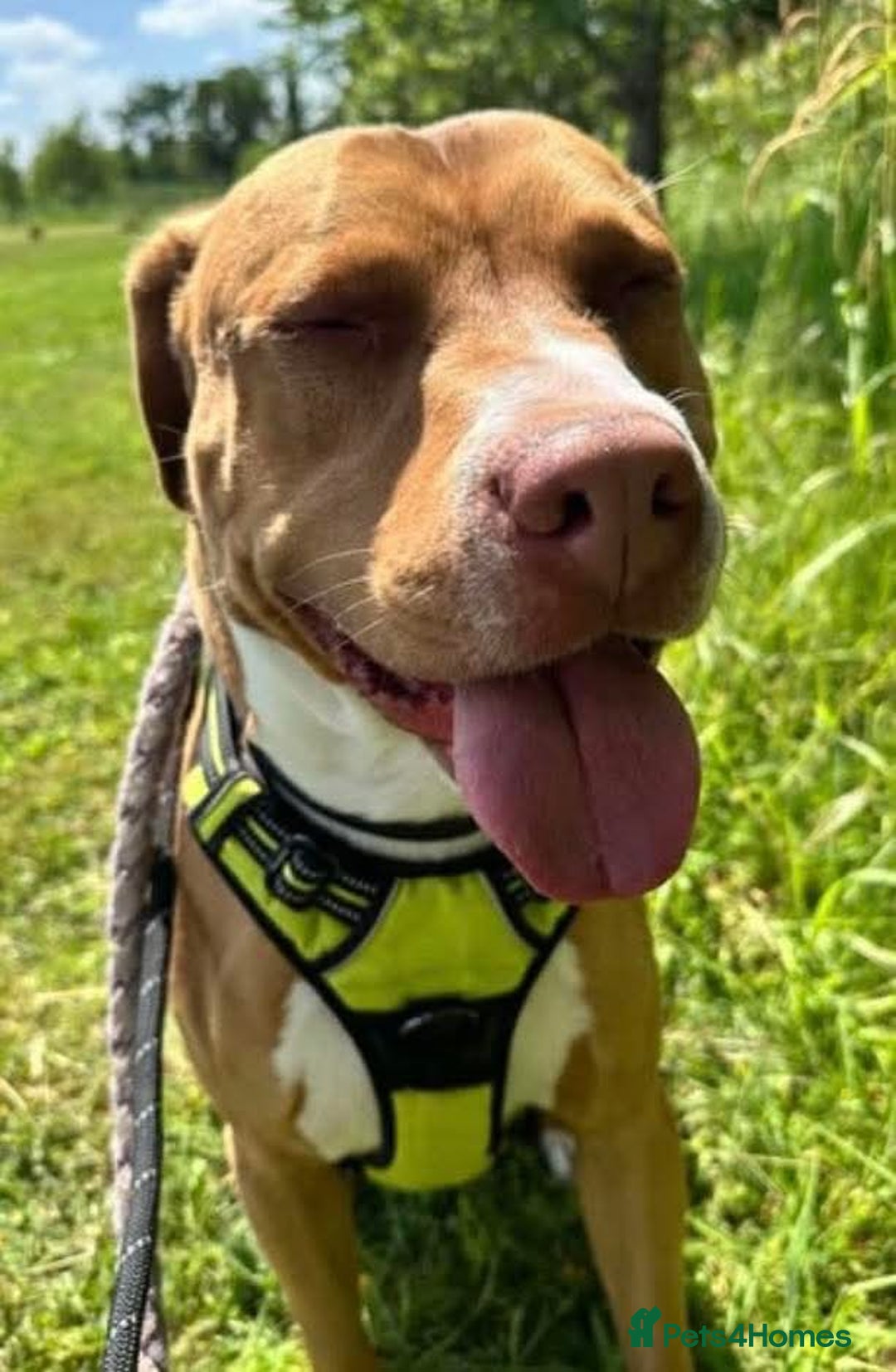 Mixed Breed dogs for adoption: Meet Tally, currently residing in Basildon - Image 4