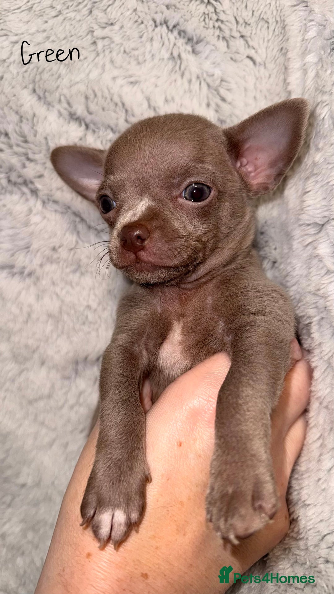 Chihuahua dogs for sale: Three Boy Chihuahuas | Lilac & Blue | Ready - Advert 29