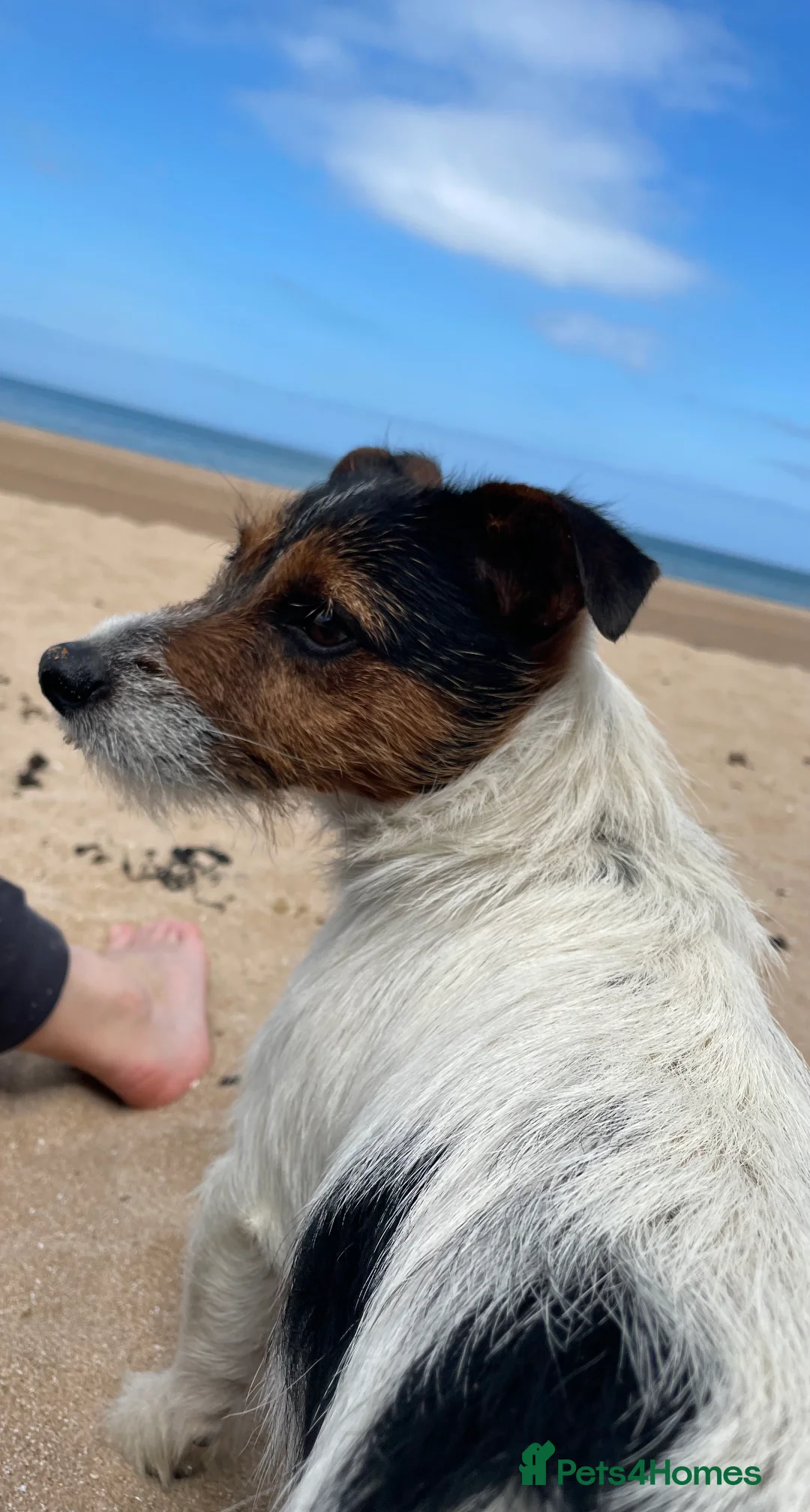 Jack Russell dogs for stud: Jack Russell available for stud in Shrewsbury - Advert 5